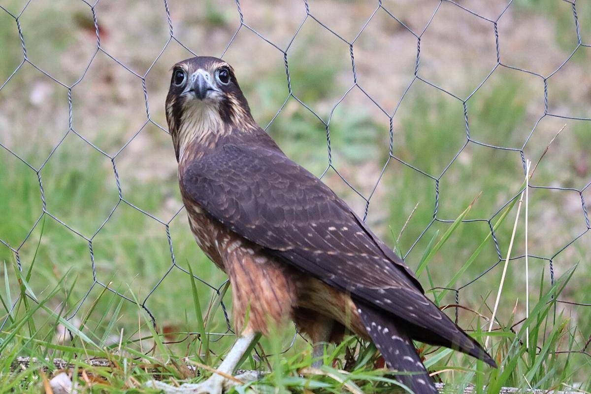 ilustrasi new zealand falcon