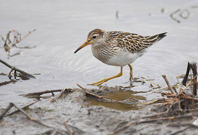 Burung Pectoral Sandpiper (commons.wikimedia/Andy Reago & Chrissy McClarren)