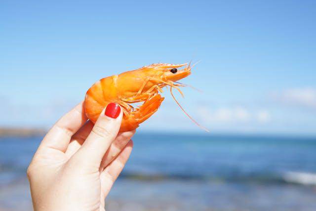 ilustrasi udang (pexels.com/Elle Hughes)