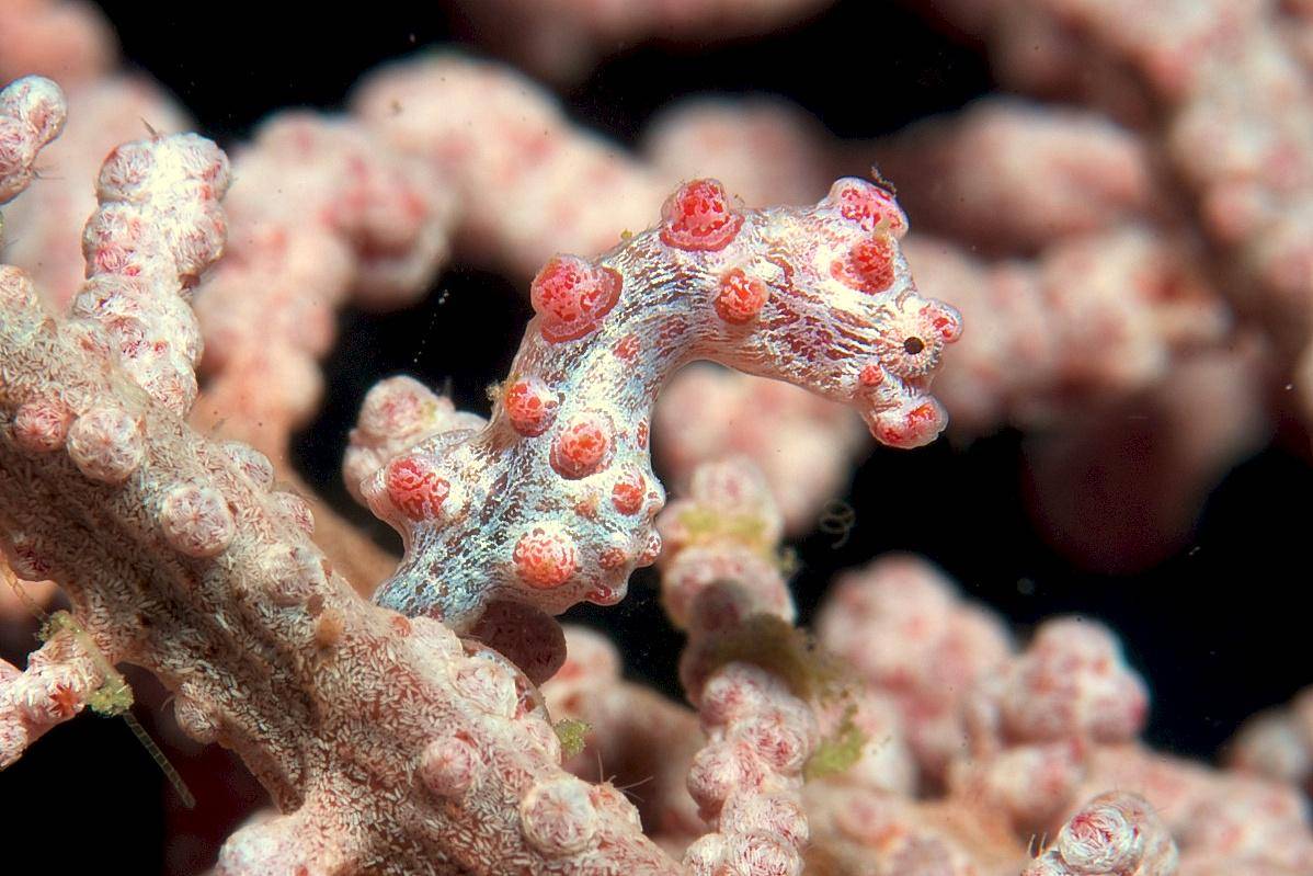 kuda laut kerdil Bargibant di antara kipas laut (commons.wikimedia.org/Caparbio)