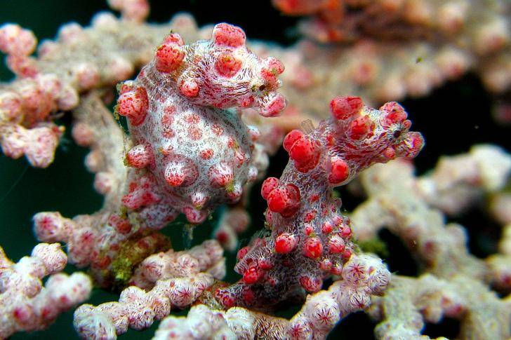 Sepasang kuda laut kerdil Bargibant melilitkan ekor pada kipas laut. (commons.wikimedia.org/Steve Childs)