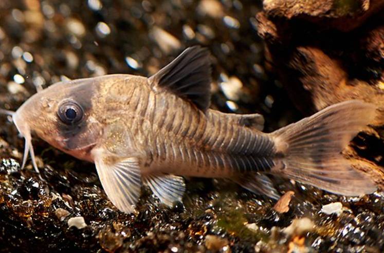 potret ikan corydoras