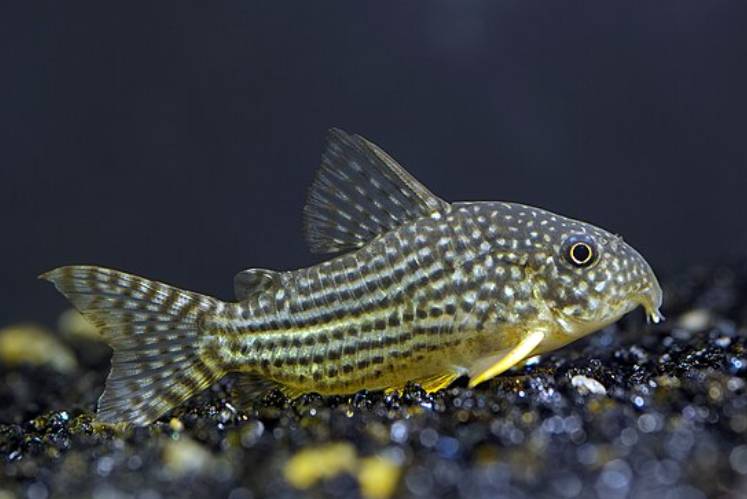potret ikan corydoras