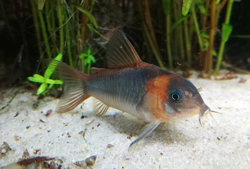potret ikan corydoras