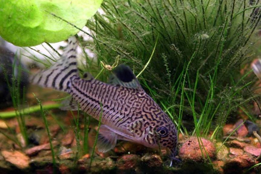 potret ikan corydoras