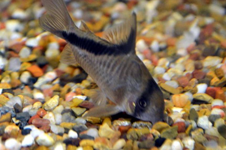 potret ikan corydoras