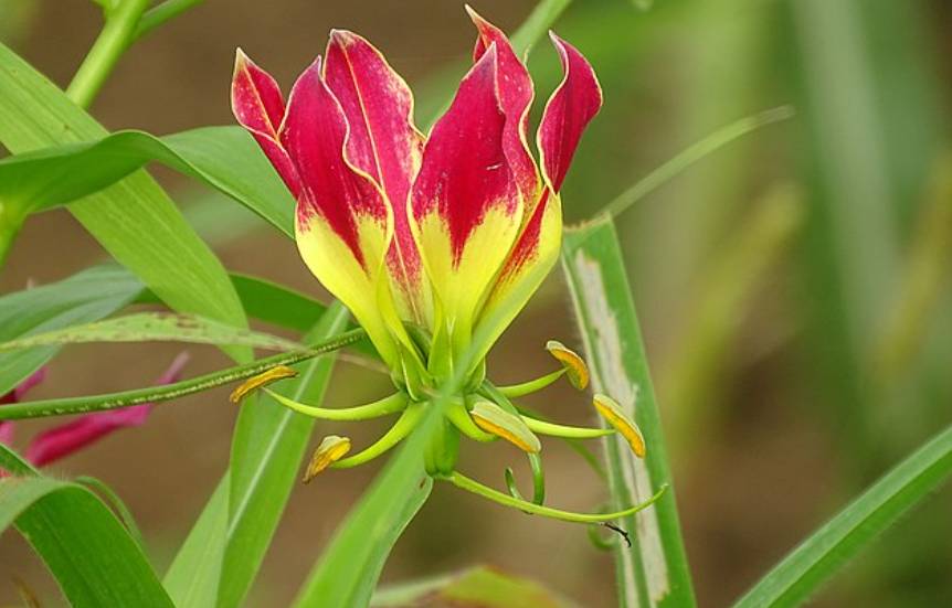 potret gloriosa lily
