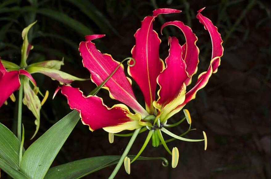 potret gloriosa lily