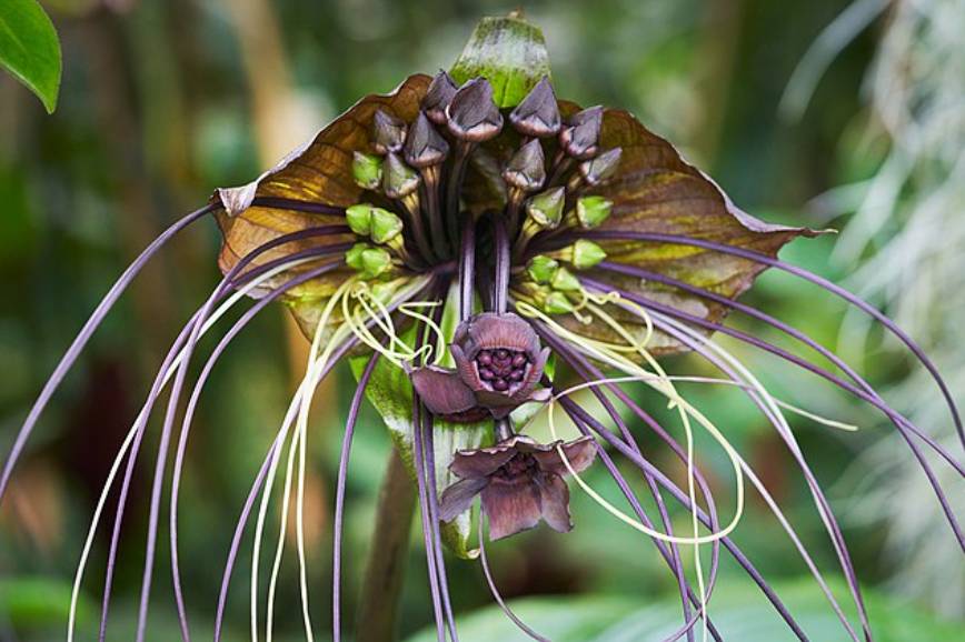potret black bat flower
