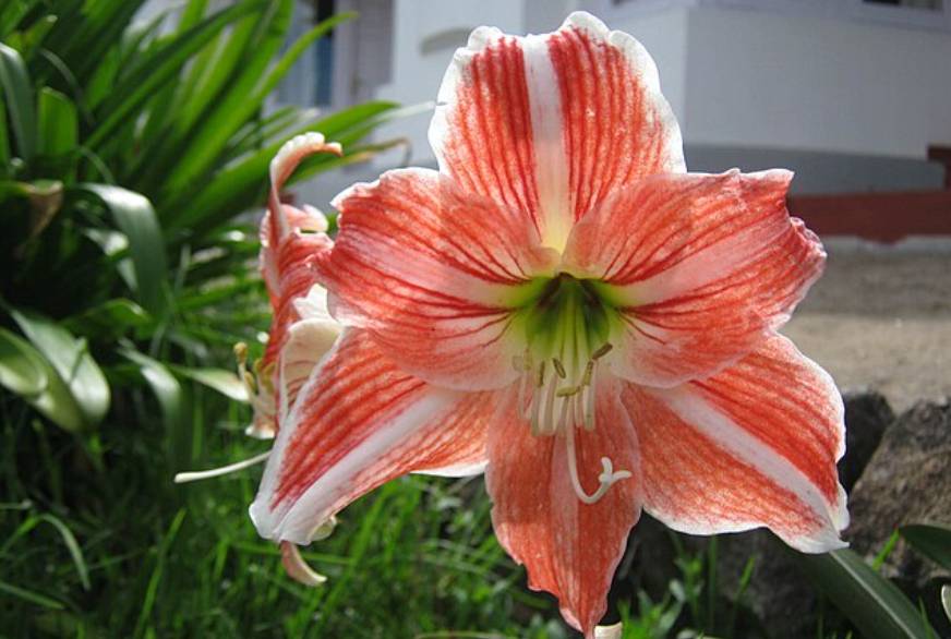 potret amarilis (commons.wikimedia.org/Siva Naturewild)