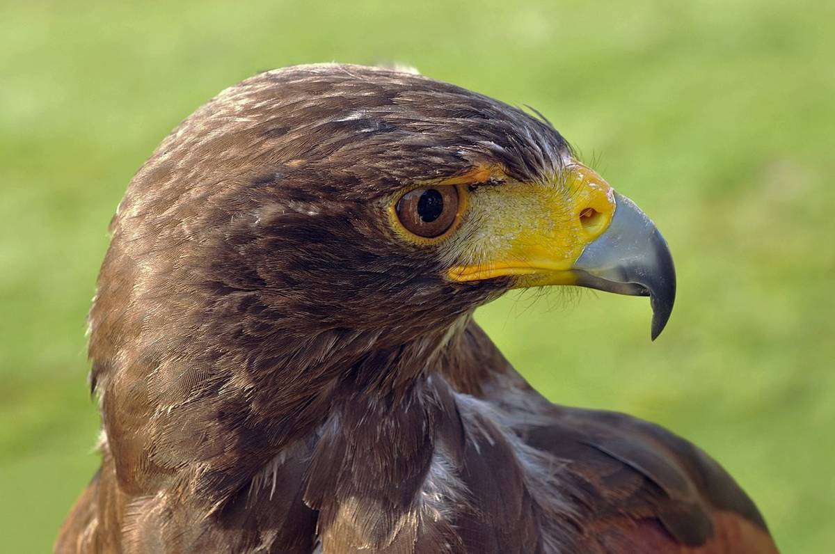 burung elang (commons.wikimedia.org/Michael Gäbler)
