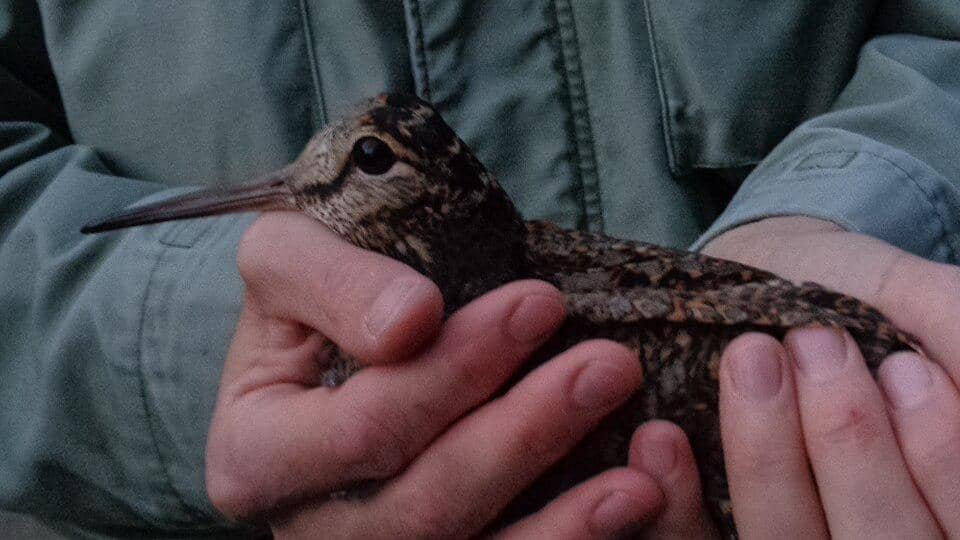 berkik gunung yang berada di tangan manusia (commons.wikimedia.org/Sanja Šumanović)