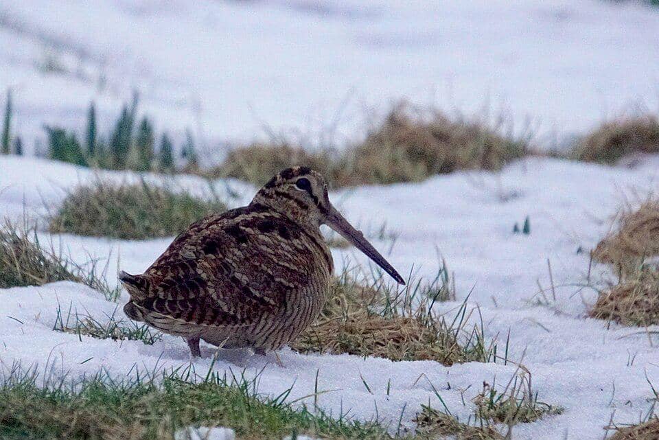 Musim dingin sering menyulitkan berkik-gunung eurasia karena sulit untuk mencari makan di dalam tanah.