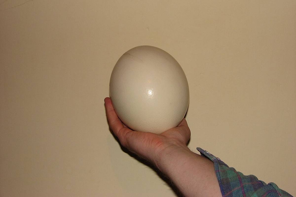 telur burung unta