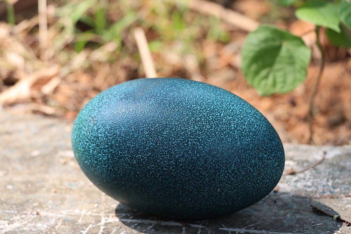 telur emu