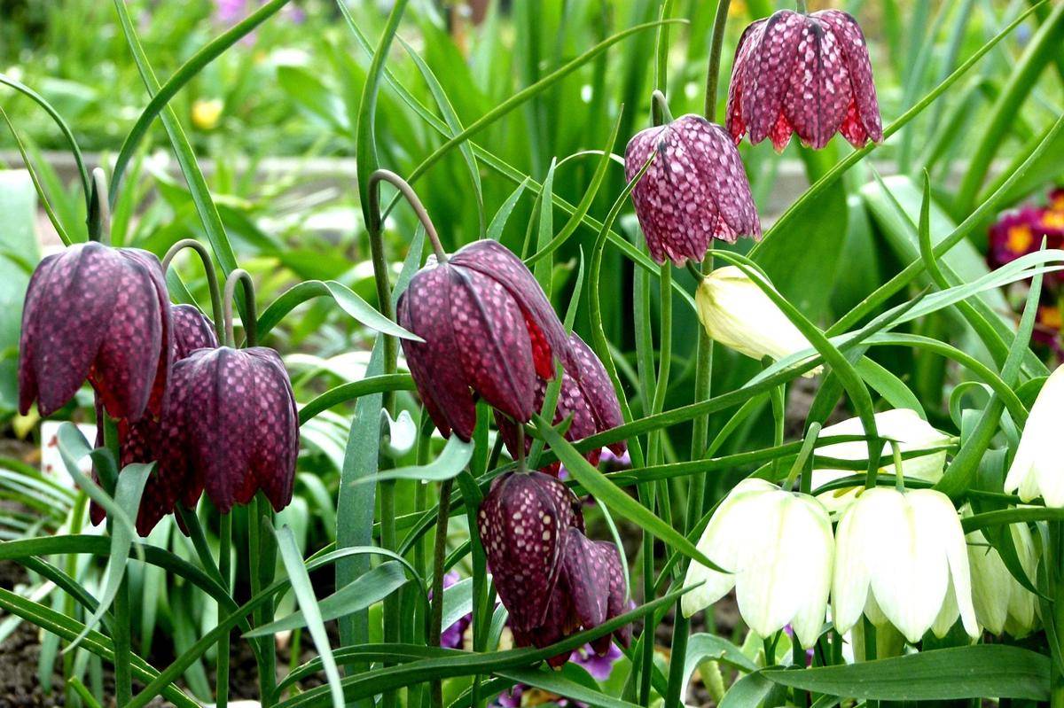 Fritillaria