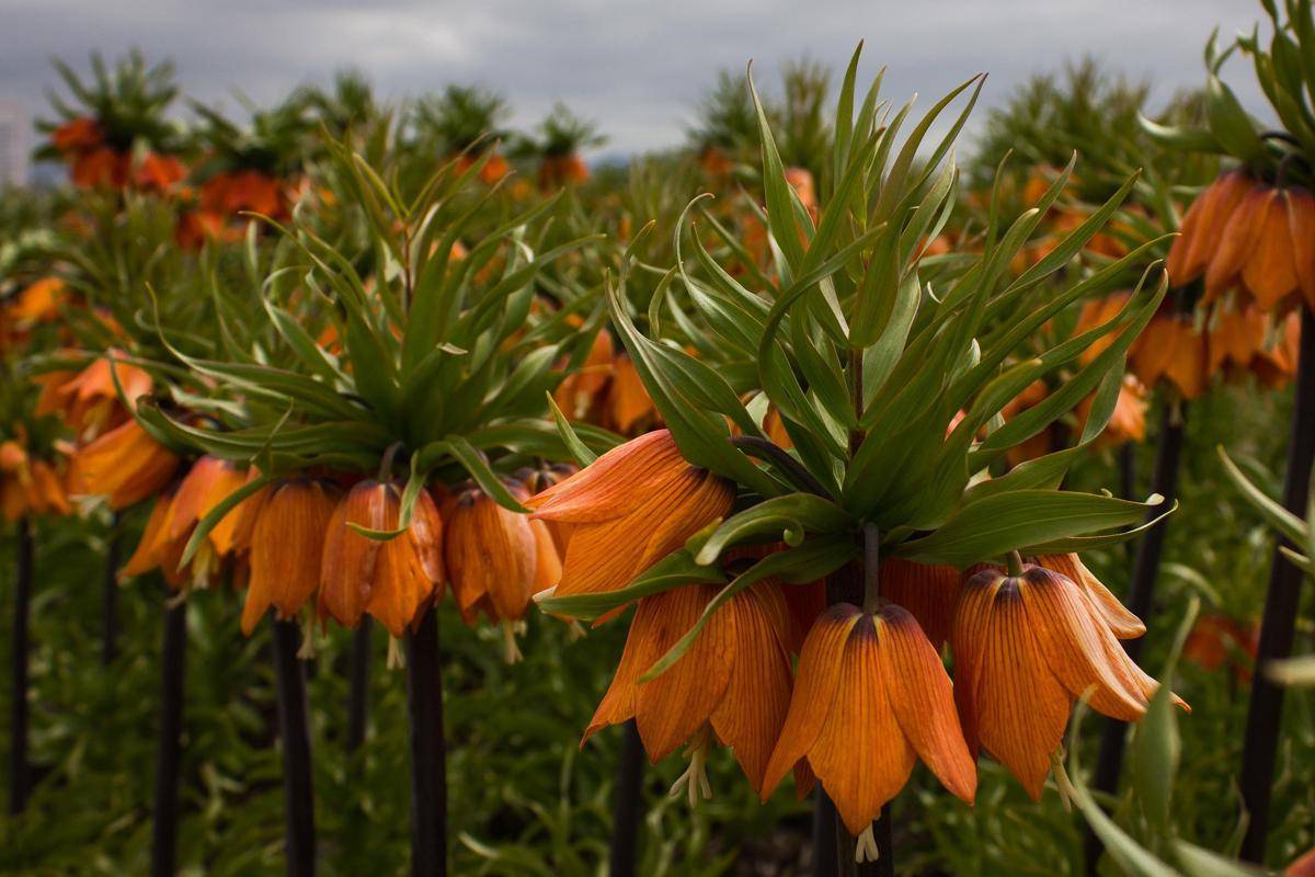 Crown Imperial (pixabay.com/tegawi)