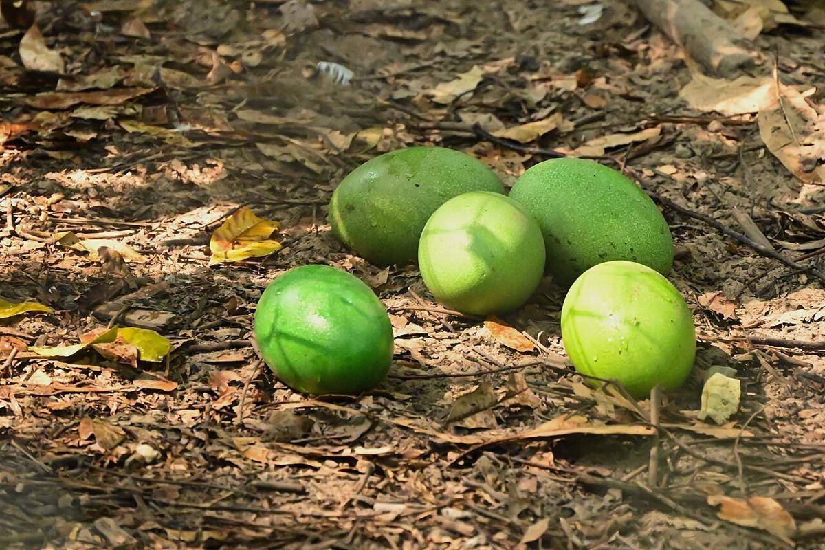 telur kasuari