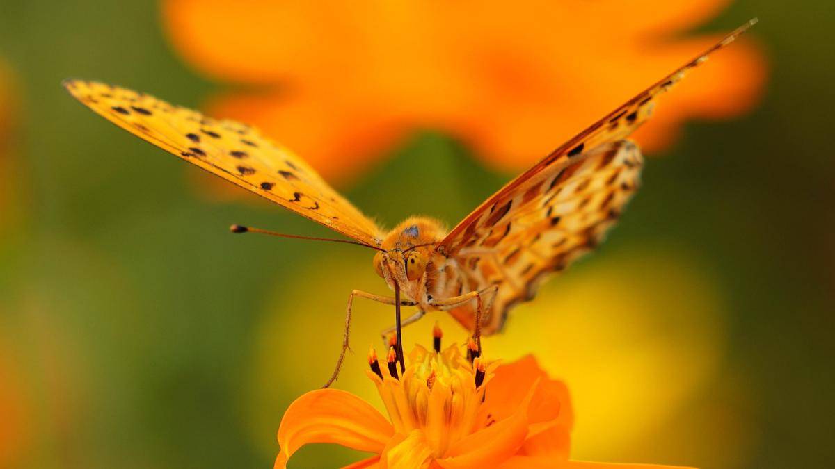 Kupu-kupu di fritillaria