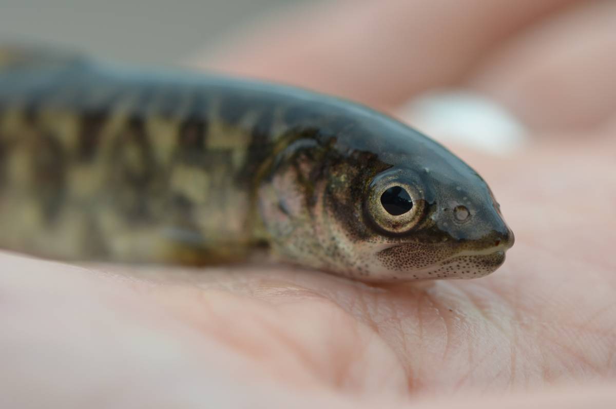 trout danau