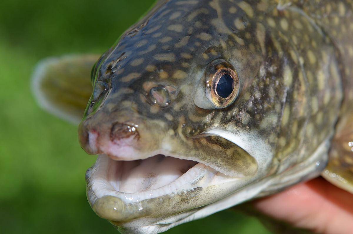 trout danau