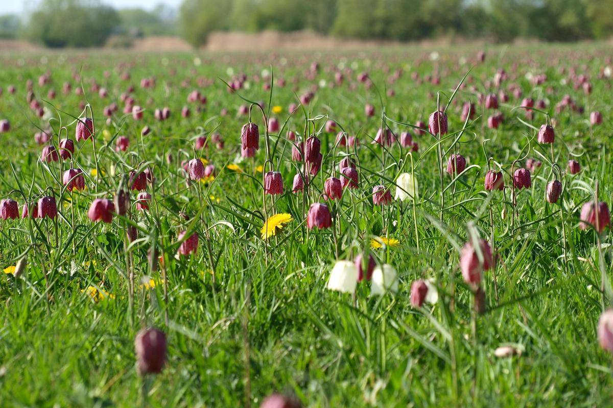 Fritillaria