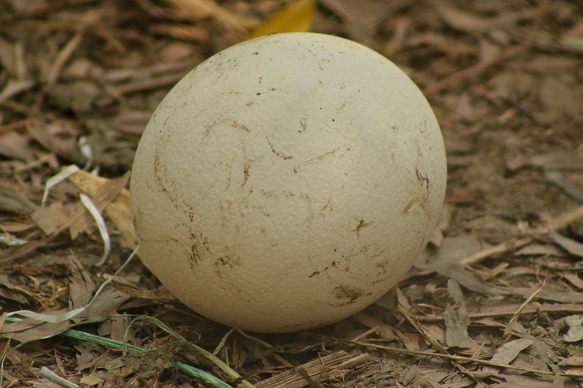 telur burung unta 