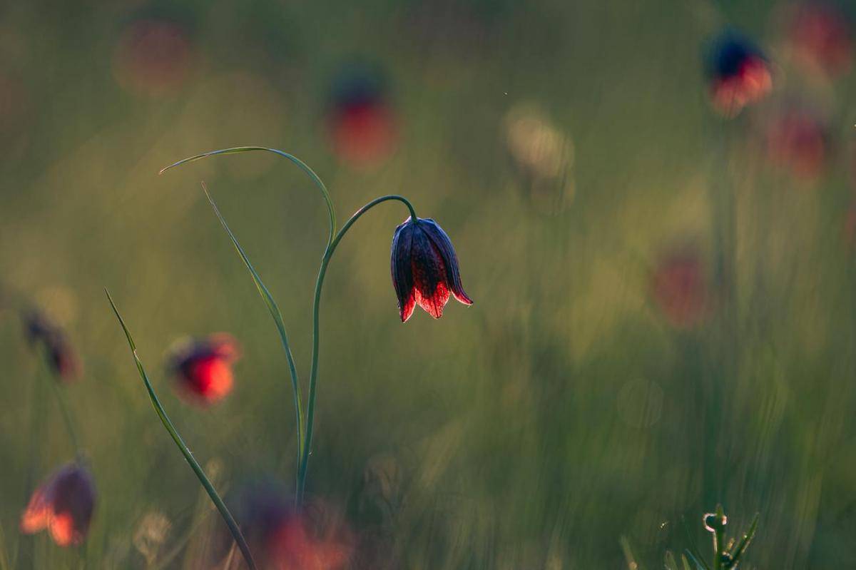 Fritillaria