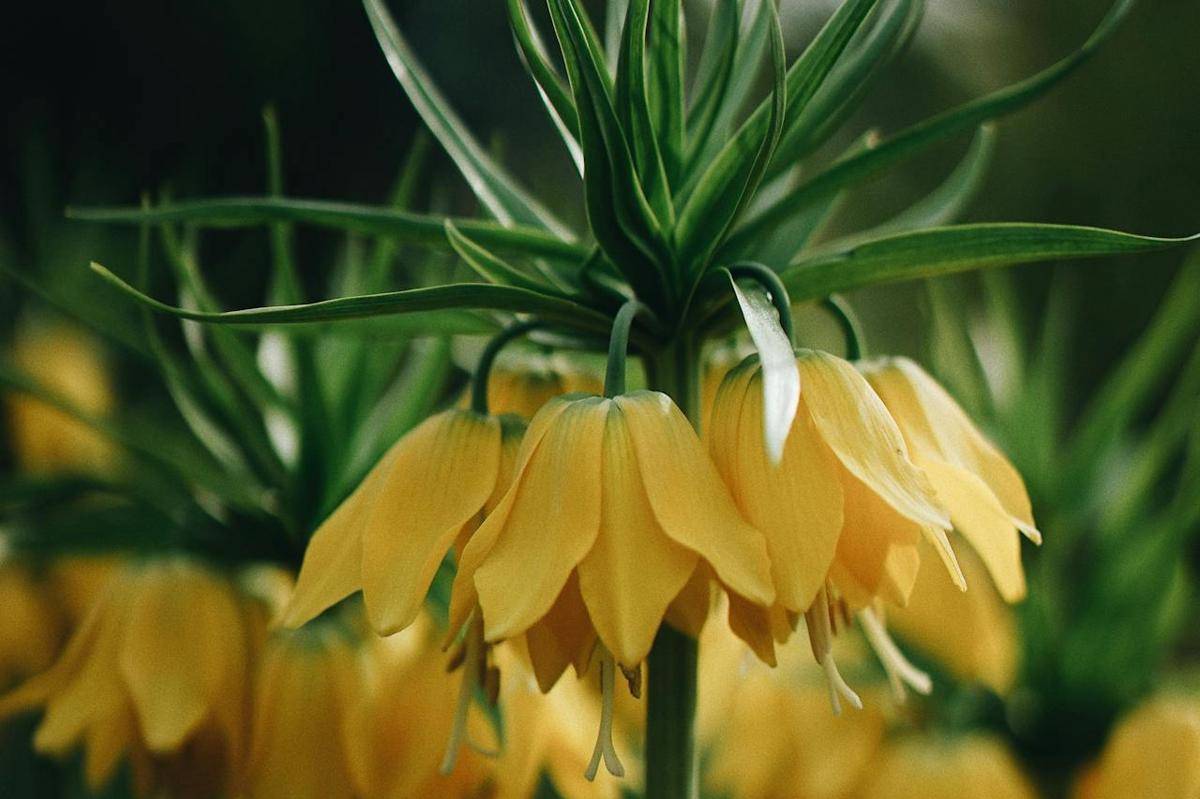 Crown Imperial