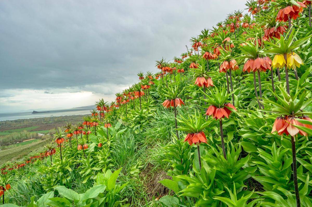 Perkebunan fritillaria di lereng bukit