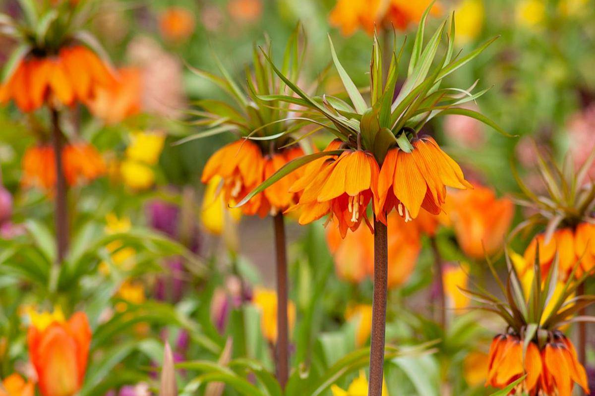 Crown Imperial
