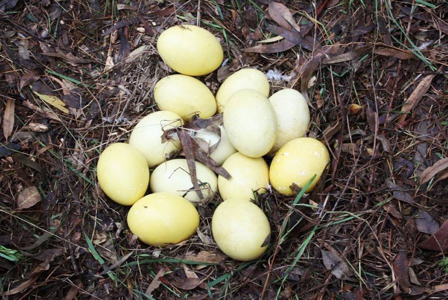 telur reha besar