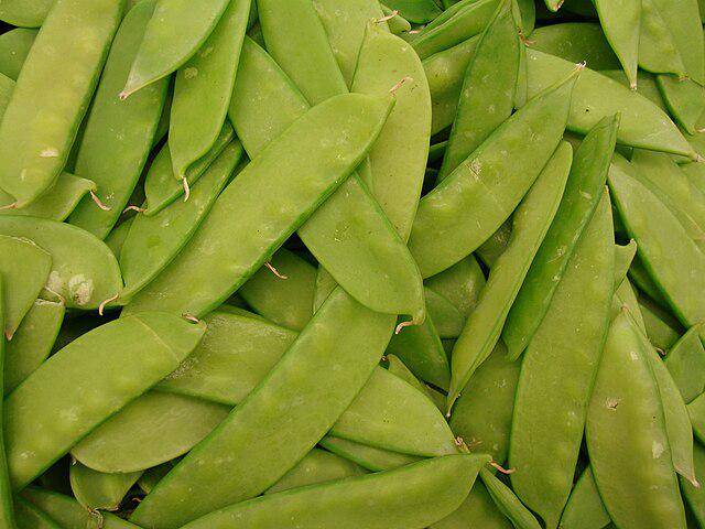 ilustrasi kacang kapri (commons.wikimedia.org/Forest & Kim Starr)