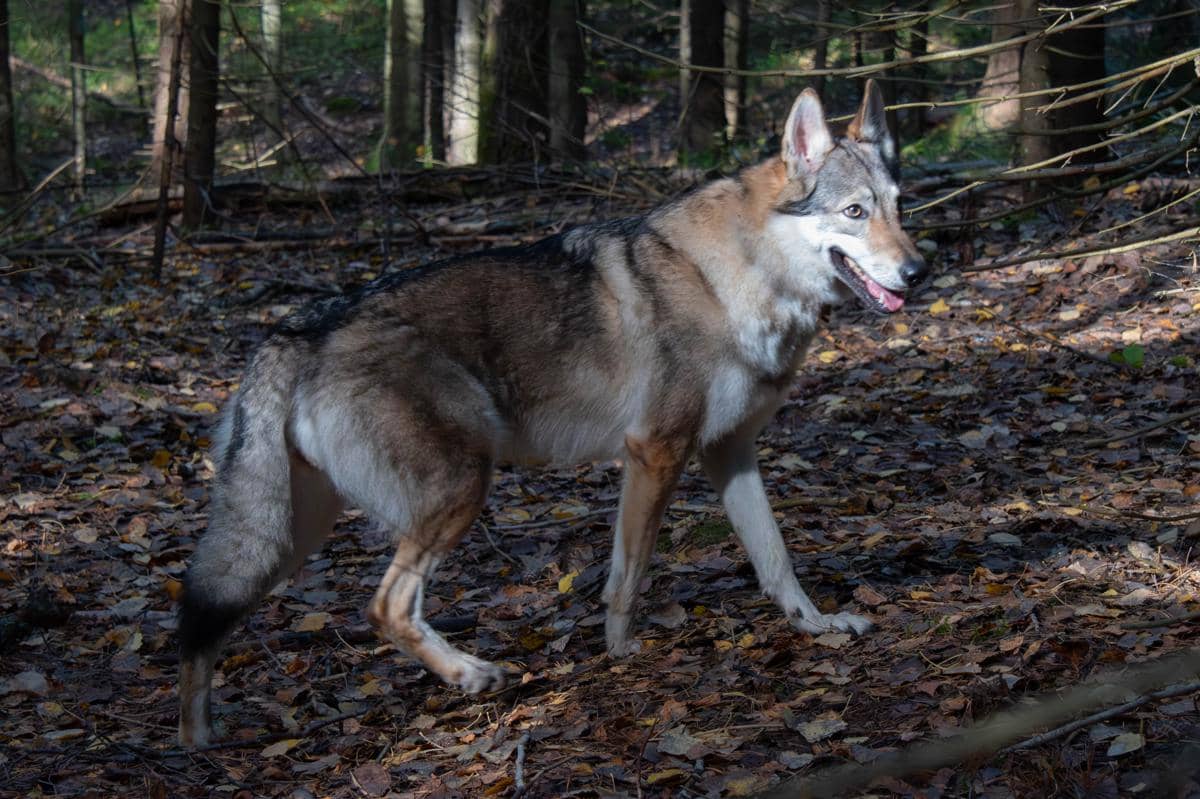 ilustrasi serigala stepa (commons.wikimedia.org/Deinogalerian)