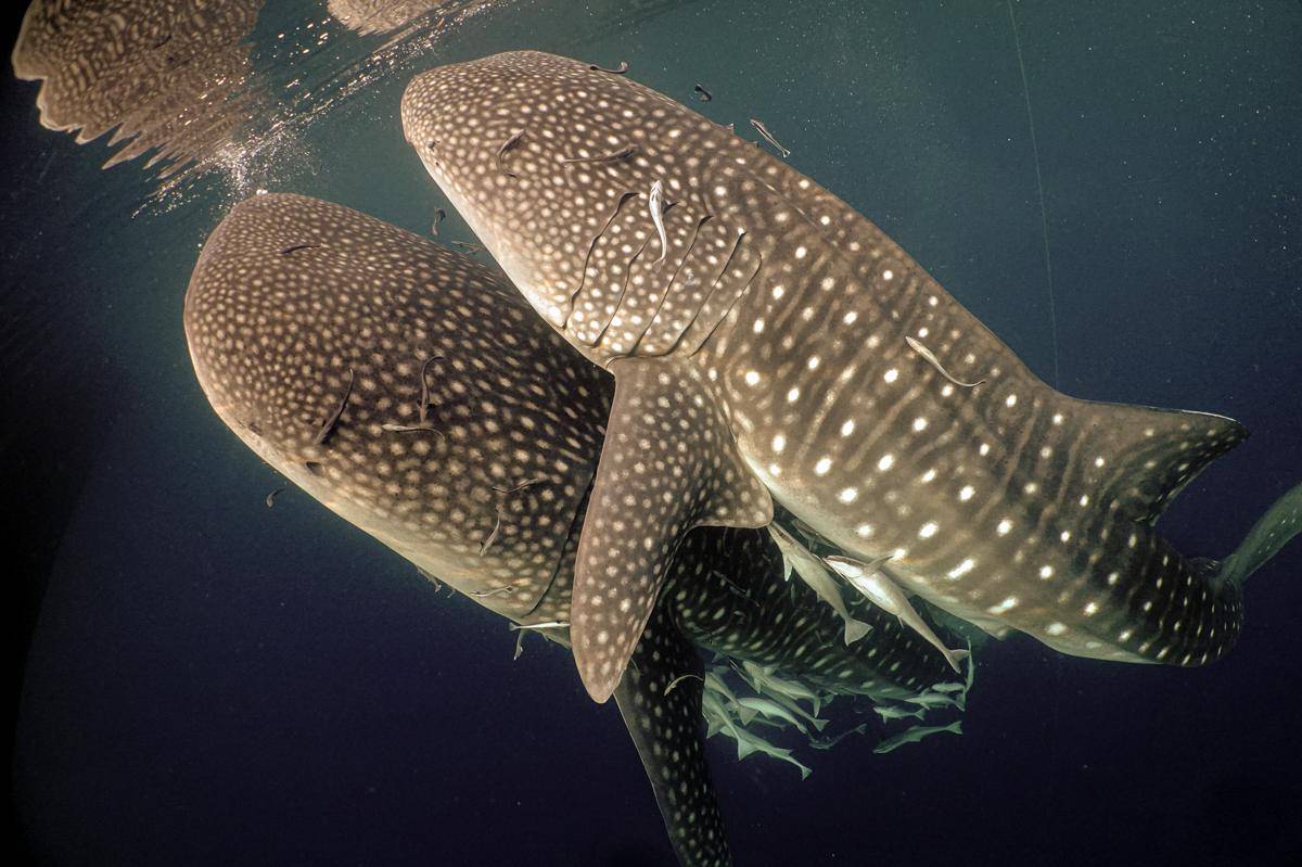 hiu paus (Rhincodon typus) - Whale Shark di Papua Barat -2.jpg
