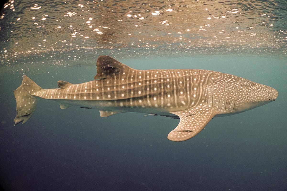 hiu paus (Rhincodon typus) - Whale Shark di Papua Barat -6.jpg