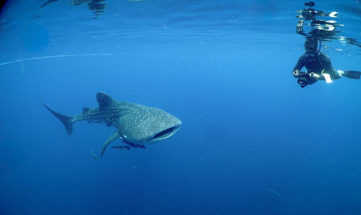 hiu paus (Rhincodon typus) - Whale Shark di Papua Barat -5.jpg