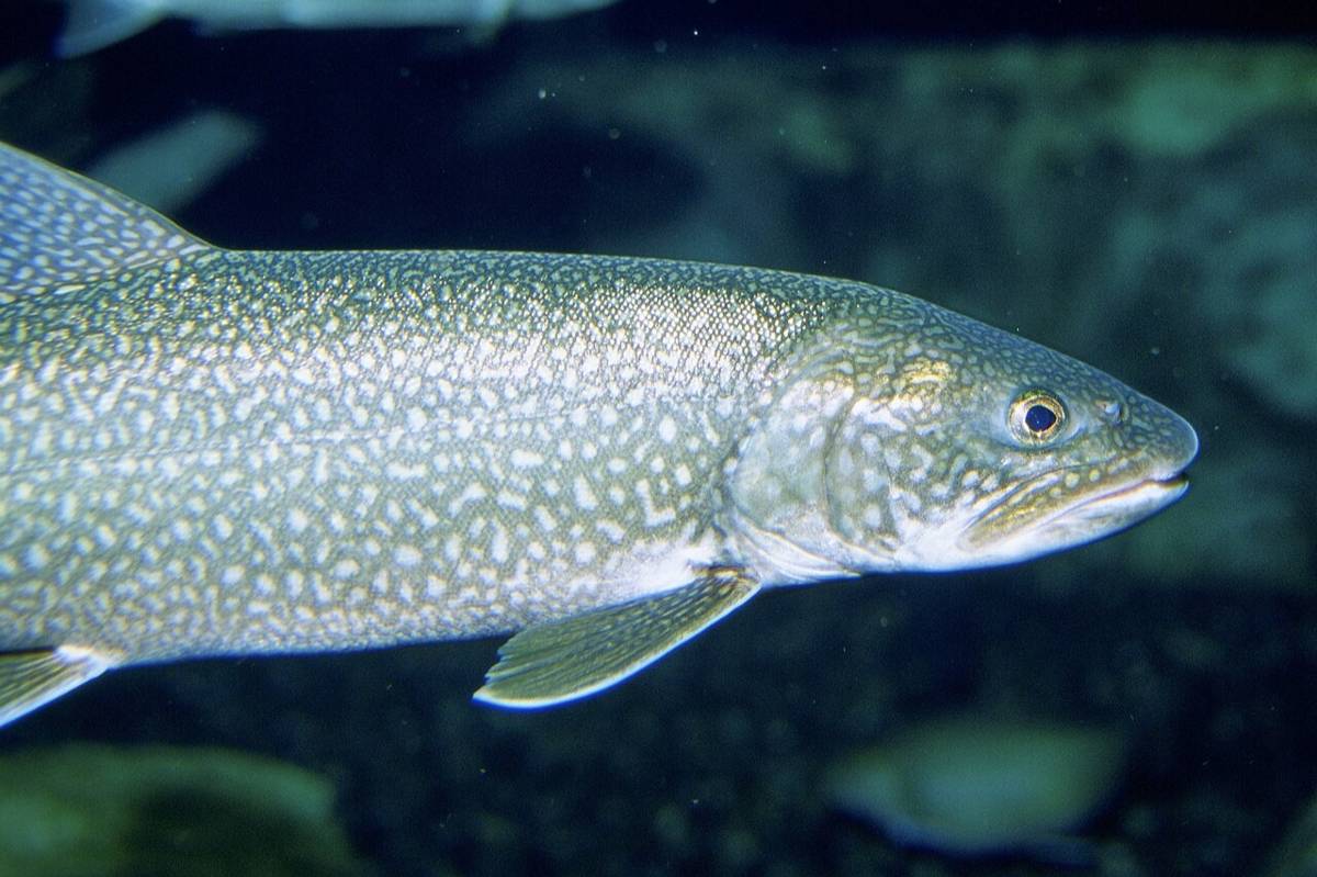 trout danau 