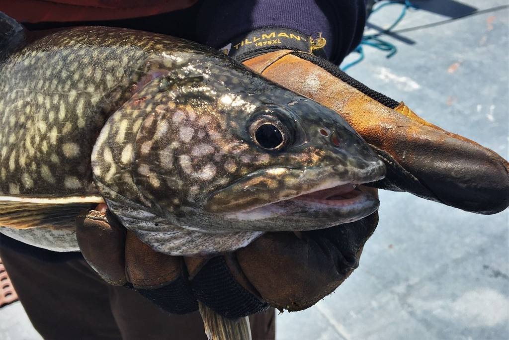 trout danau