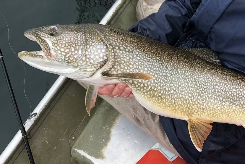 trout danau