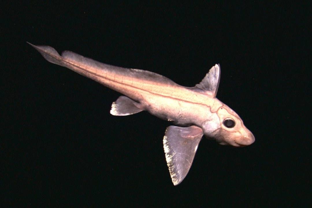 Ikan Chimaera