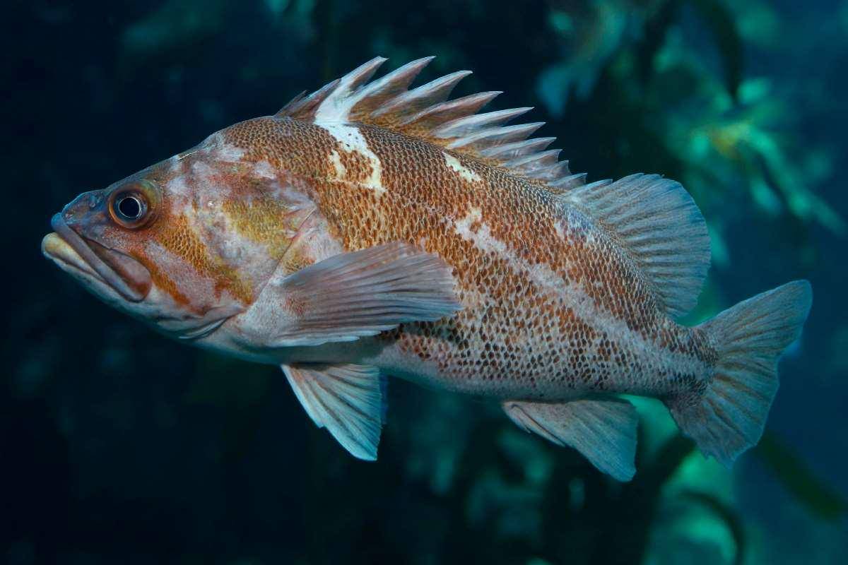 ilustrasi rockfish (montereybayaquarium.org)