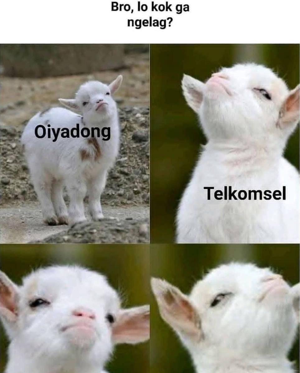 meme orang songong