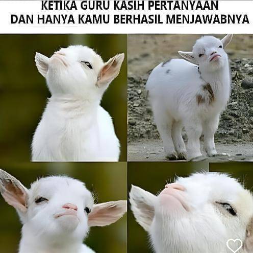 meme orang songong