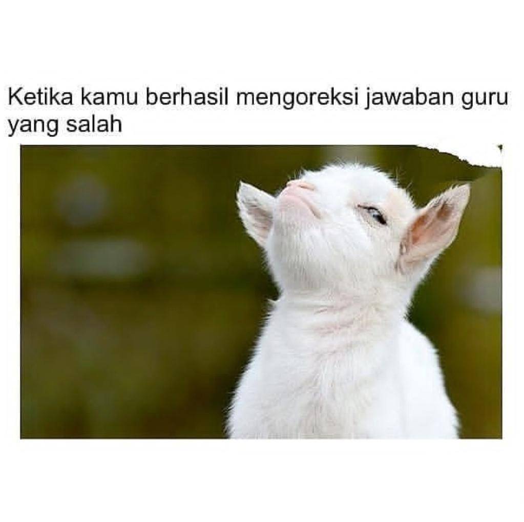 meme orang songong