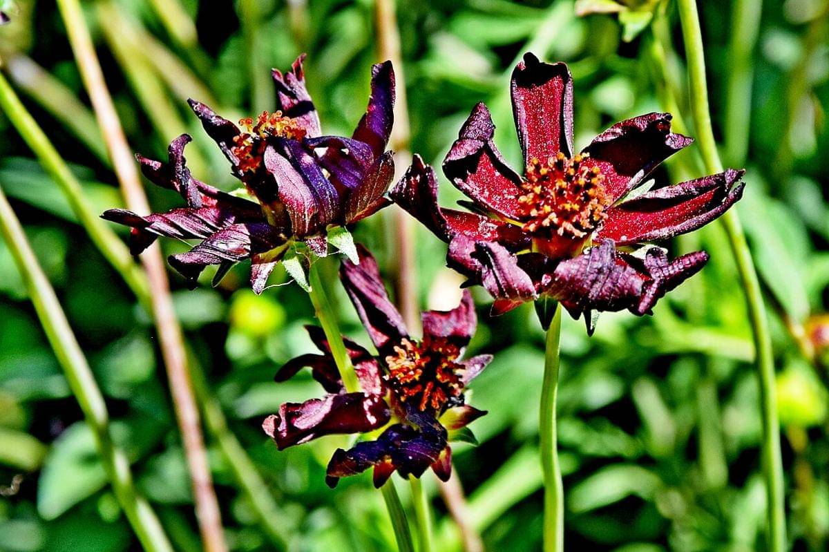 Chocolate Cosmos