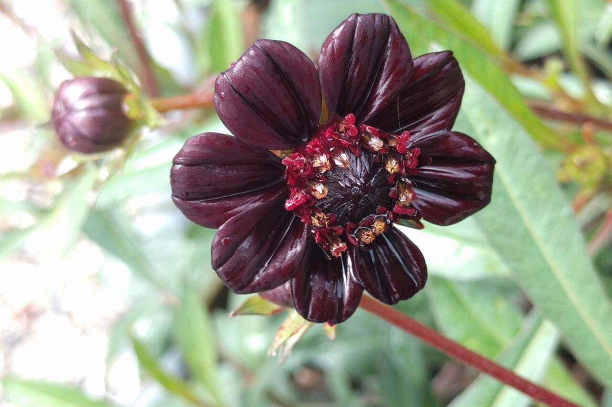 Chocolate Cosmos