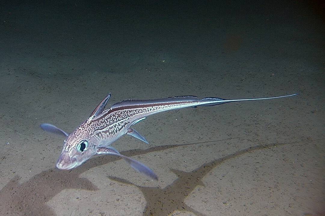 Ikan Chimaera