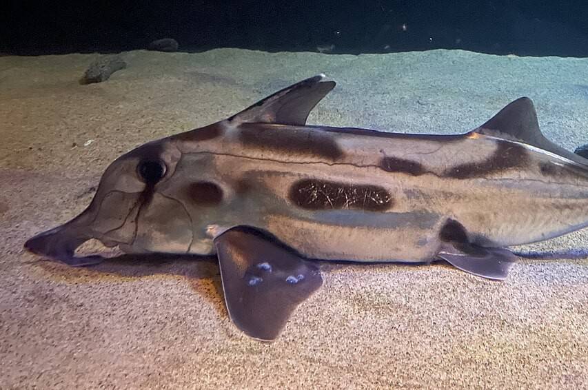 Ikan Hantu Australia