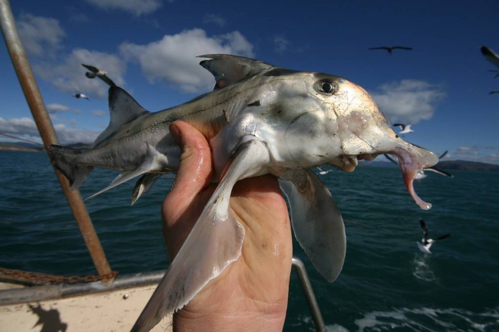Ikan Hantu Australia